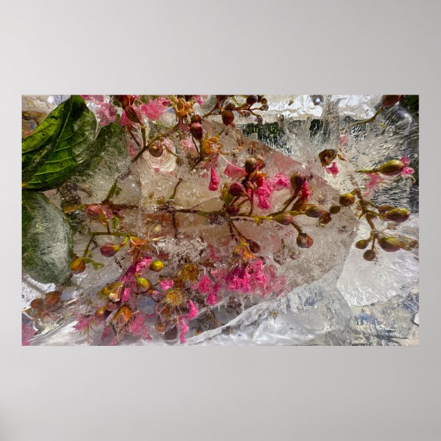 Poster Fleurs glacées, (Devant)