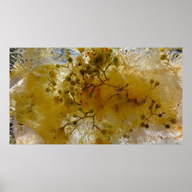 Poster Fleurs glacées, (Devant)