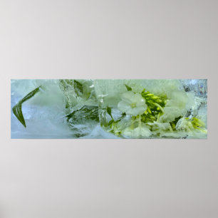 Poster Fleurs glacées,