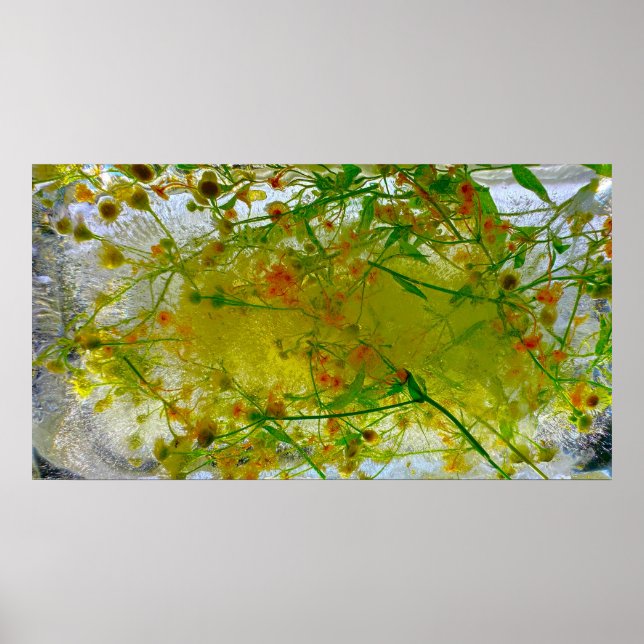 Poster Fleurs glacées, (Devant)