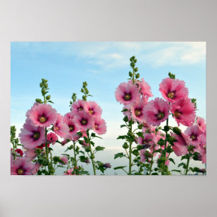 Poster Fleurs Hollyhock Roses