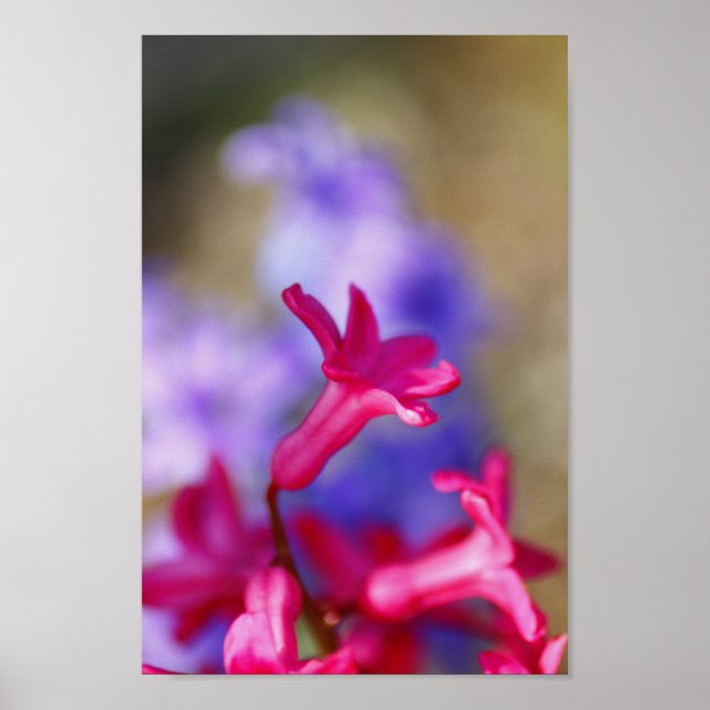 Poster Fleurs Hyacinth (Devant)
