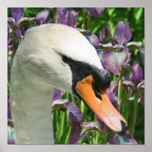 Poster Fleurs Iris Cygne Et Violet