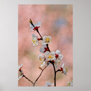 Poster Fleurs japonaises d'abricot