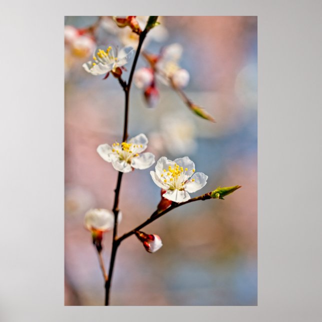 Poster Fleurs japonaises d'abricot (Devant)