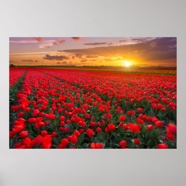 Poster Fleurs | Jardin botanique Hollande (Devant)