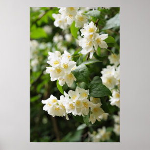 Poster Fleurs jasmin dans le jardin