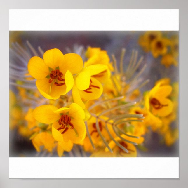 Poster Fleurs jaunes (Devant)