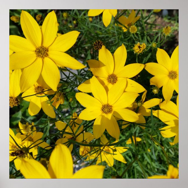 Poster fleurs jaunes (Devant)