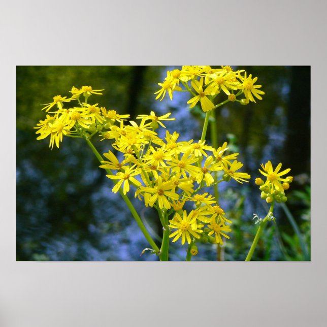 Poster Fleurs jaunes (Devant)