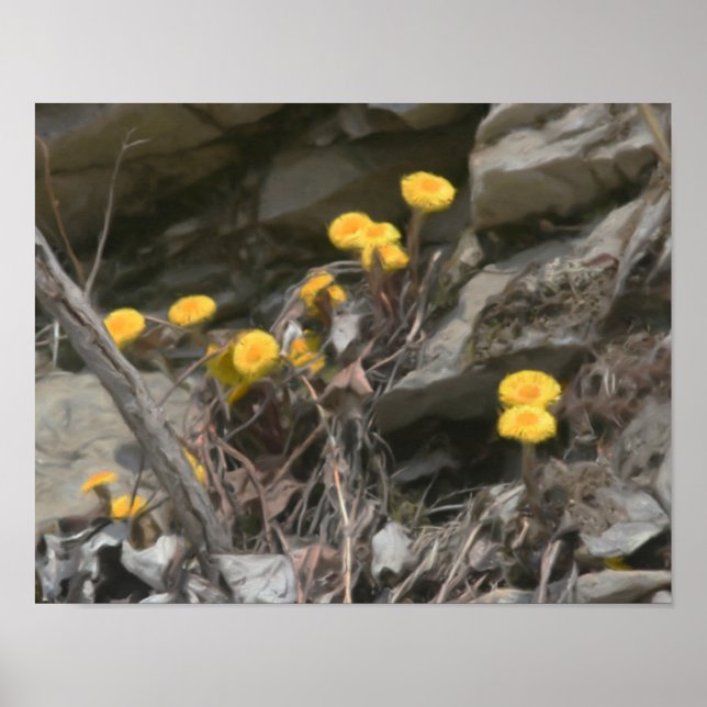 Poster Fleurs Jaunes Dans La Peinture À L'Huile De Roches (Devant)