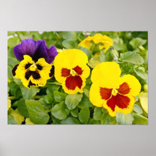 Poster fleurs jaunes de pensées