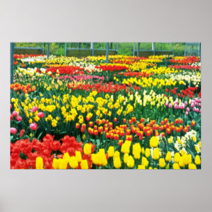 Poster fleurs jaunes de serres chaudes de Keukenhof
