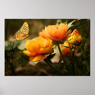 Poster Fleurs jaunes dorées et papillon