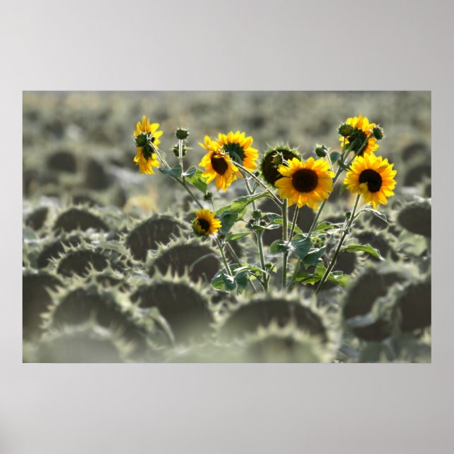 Poster Fleurs jaunes jaunes (Devant)
