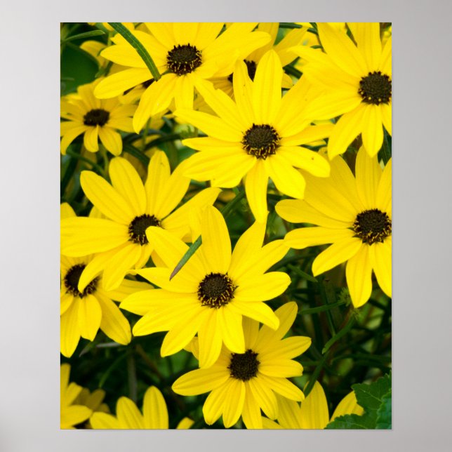 Poster Fleurs Jaunes Lumineuses (Devant)