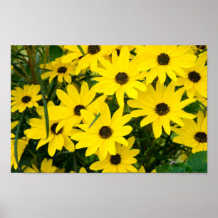 Poster Fleurs Jaunes Lumineuses