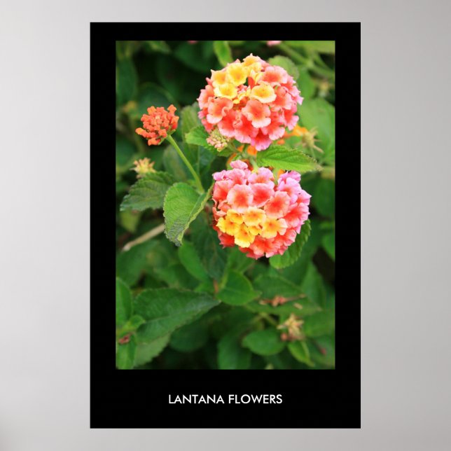Poster Fleurs Lantana, Imprimer (Devant)