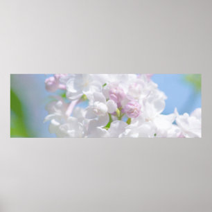 Poster Fleurs Lilac