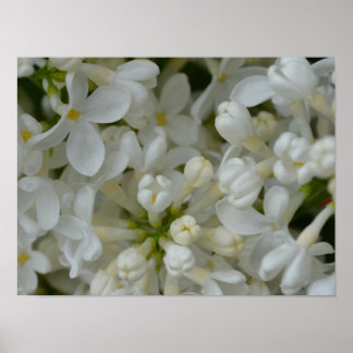 Poster Fleurs Lilac Blanches