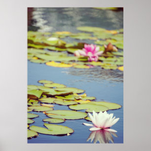 Poster Fleurs Lilly Pond