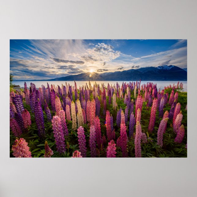 Poster Fleurs | Lupines Nouvelle-Zélande (Devant)