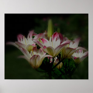 Poster Fleurs Lys Blanches Et Rouges