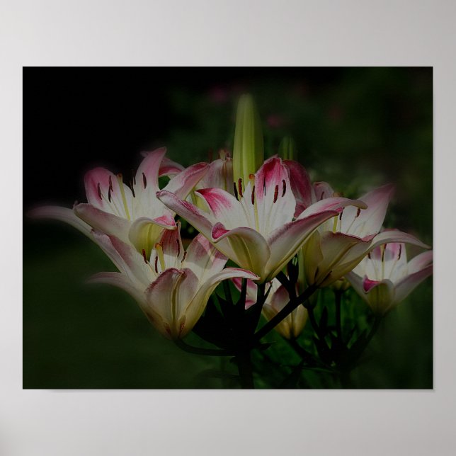 Poster Fleurs Lys Blanches Et Rouges (Devant)