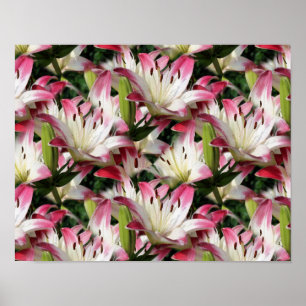 Poster Fleurs Lys Rouges Et Blanches