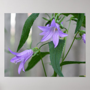 Poster Fleurs Lys violettes délicates