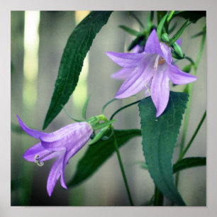 Poster Fleurs Lys violettes délicates