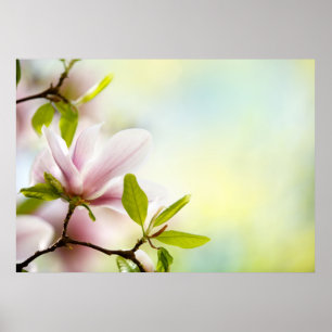 Poster Fleurs Magnolia