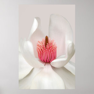 Poster Fleurs   Magnolia blanche