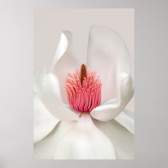 Poster Fleurs | Magnolia blanche (Devant)