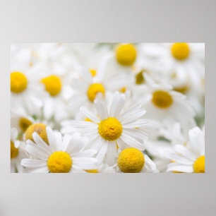 Poster Fleurs marguerites