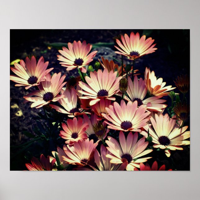 Poster Fleurs marguerites africaines roses (Devant)