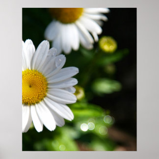 Poster Fleurs marguerites, Droplets