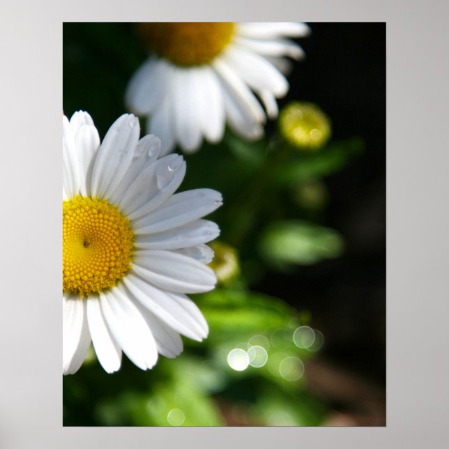 Poster Fleurs marguerites, Droplets (Devant)