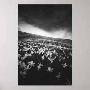 Poster Fleurs Narcissus sur la montagne Golica, Slovénie