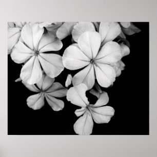 Poster Fleurs noires et blanches en gros plan