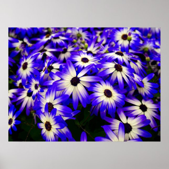 Poster Fleurs numériques Bleues et Blancs (Devant)