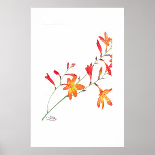 Poster Fleurs orange