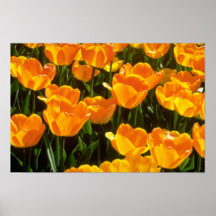 Poster Fleurs oranges de tulipes