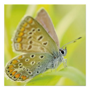 Poster Fleurs papillon Fleurs Fleurs Aimer Destiny Douche