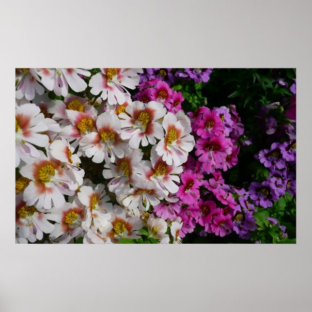 Poster Fleurs papillon rose blanc et violet (Devant)