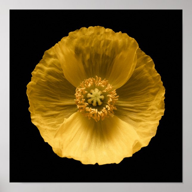 Poster Fleurs | Pavot jaune (Devant)
