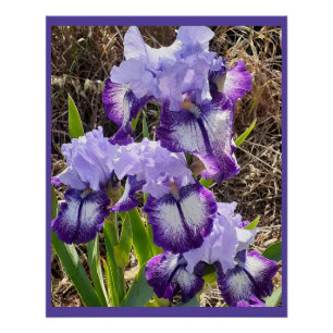 Poster Fleurs pourpres Floral Iris Irises Carte de jour d