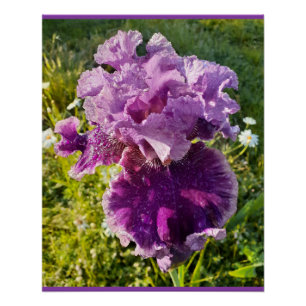Poster Fleurs pourpres Floral Iris Irises Carte de jour d