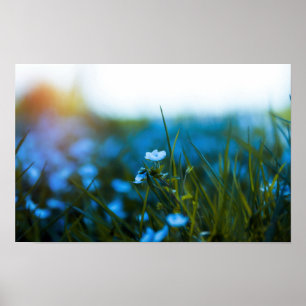 Poster Fleurs printanières dans le champ