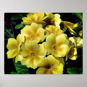 Poster Fleurs printanières de Primrose Jaune près